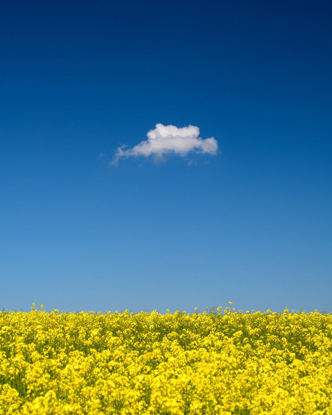 LONE CLOUD