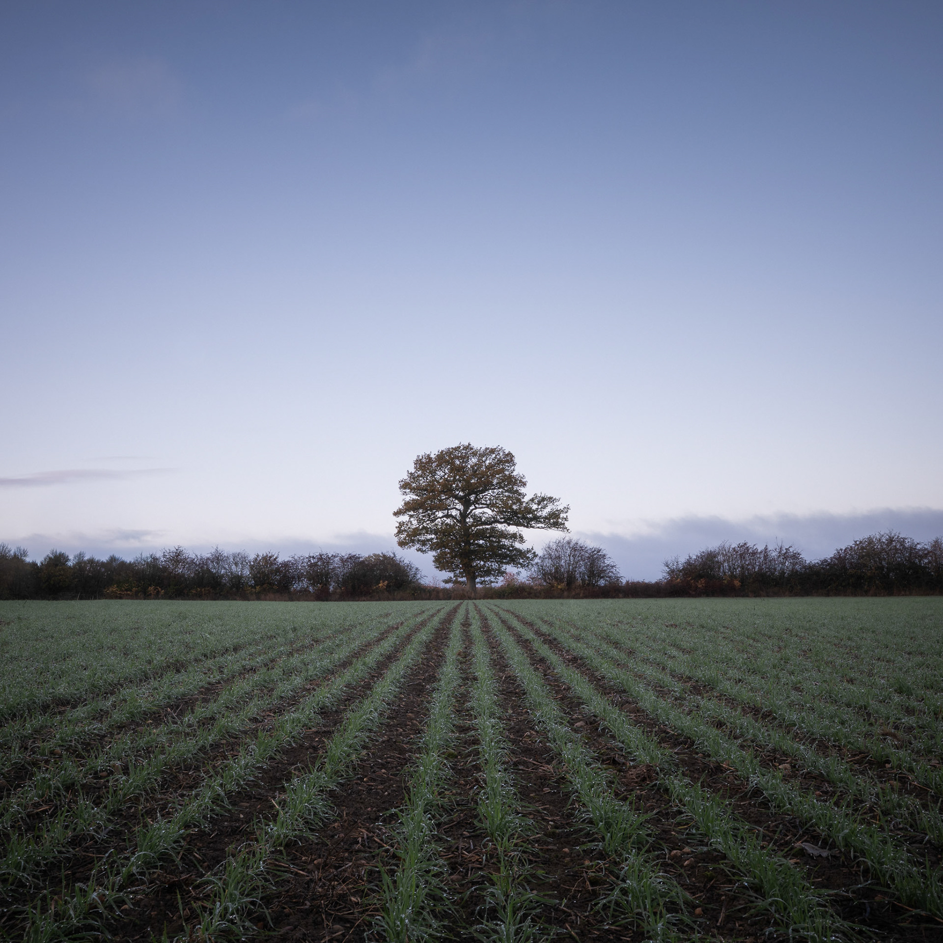 TREE AT SUNRISE (STUDY)