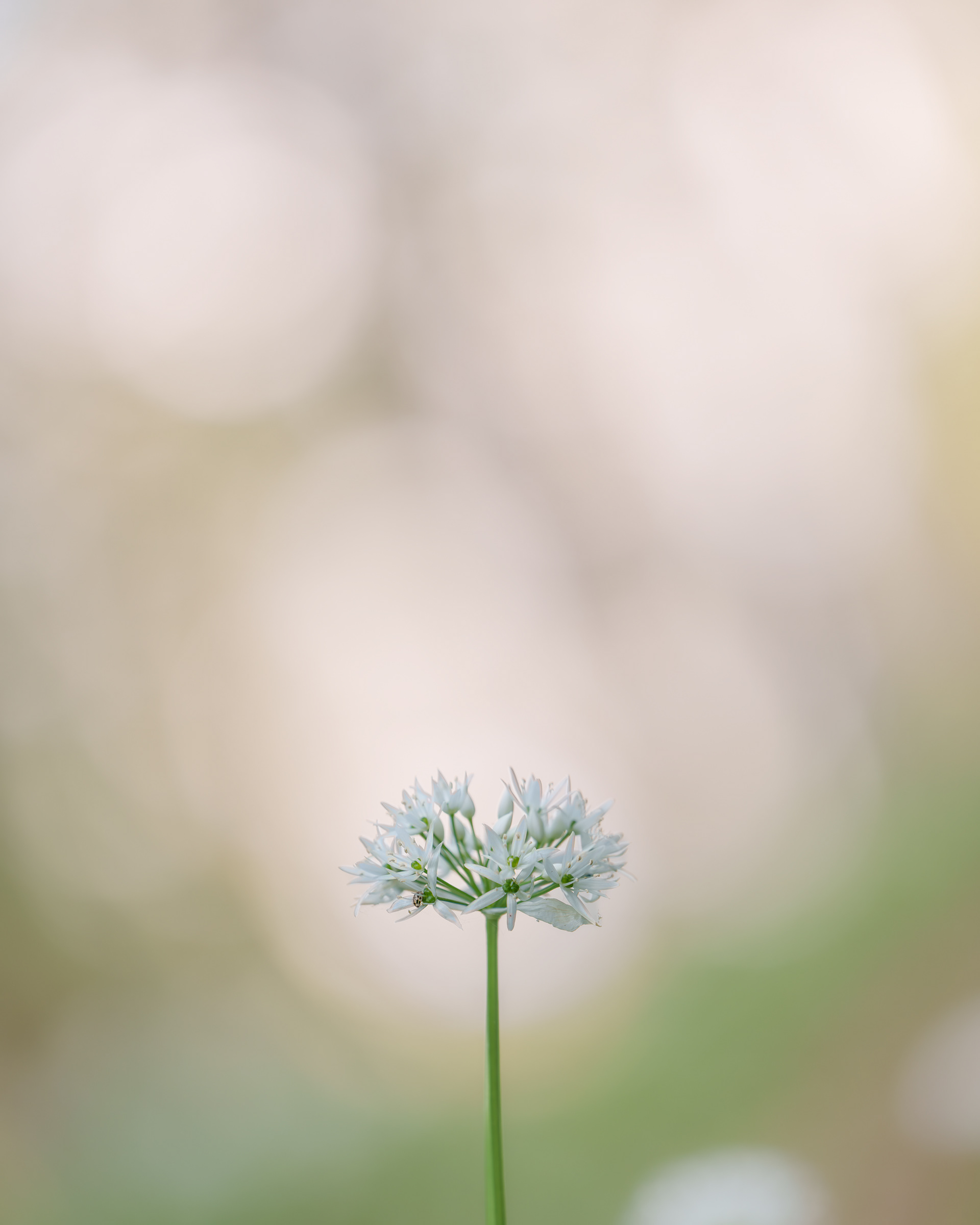 WILD GARLIC (STUDY NO 2)