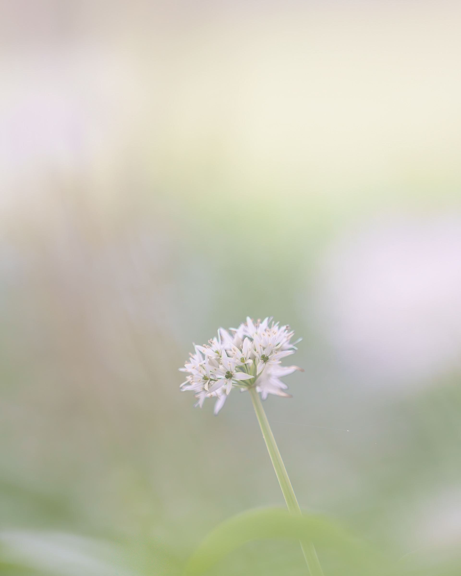 WILD GARLIC (STUDY NO 3)