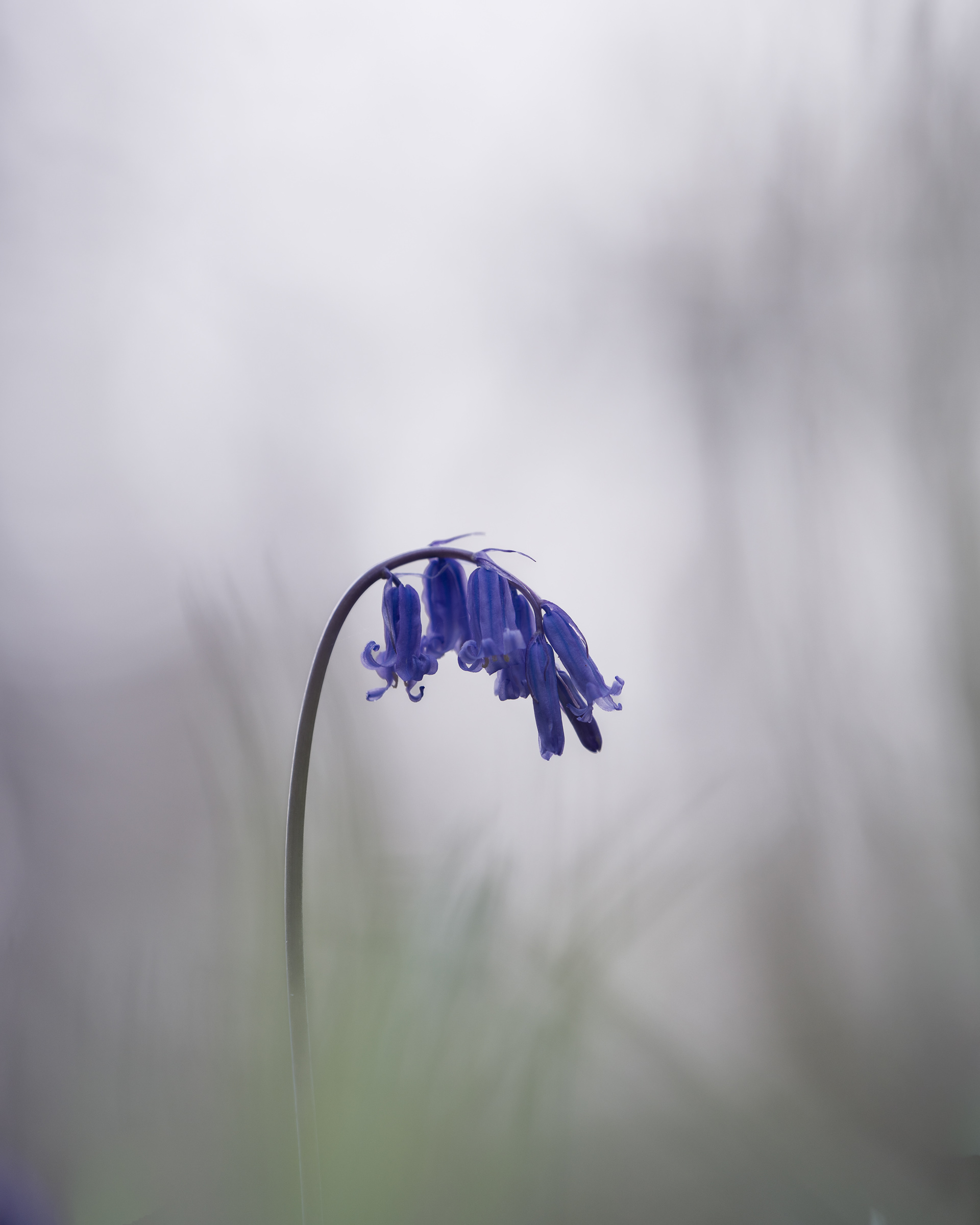 BLUE CURVE