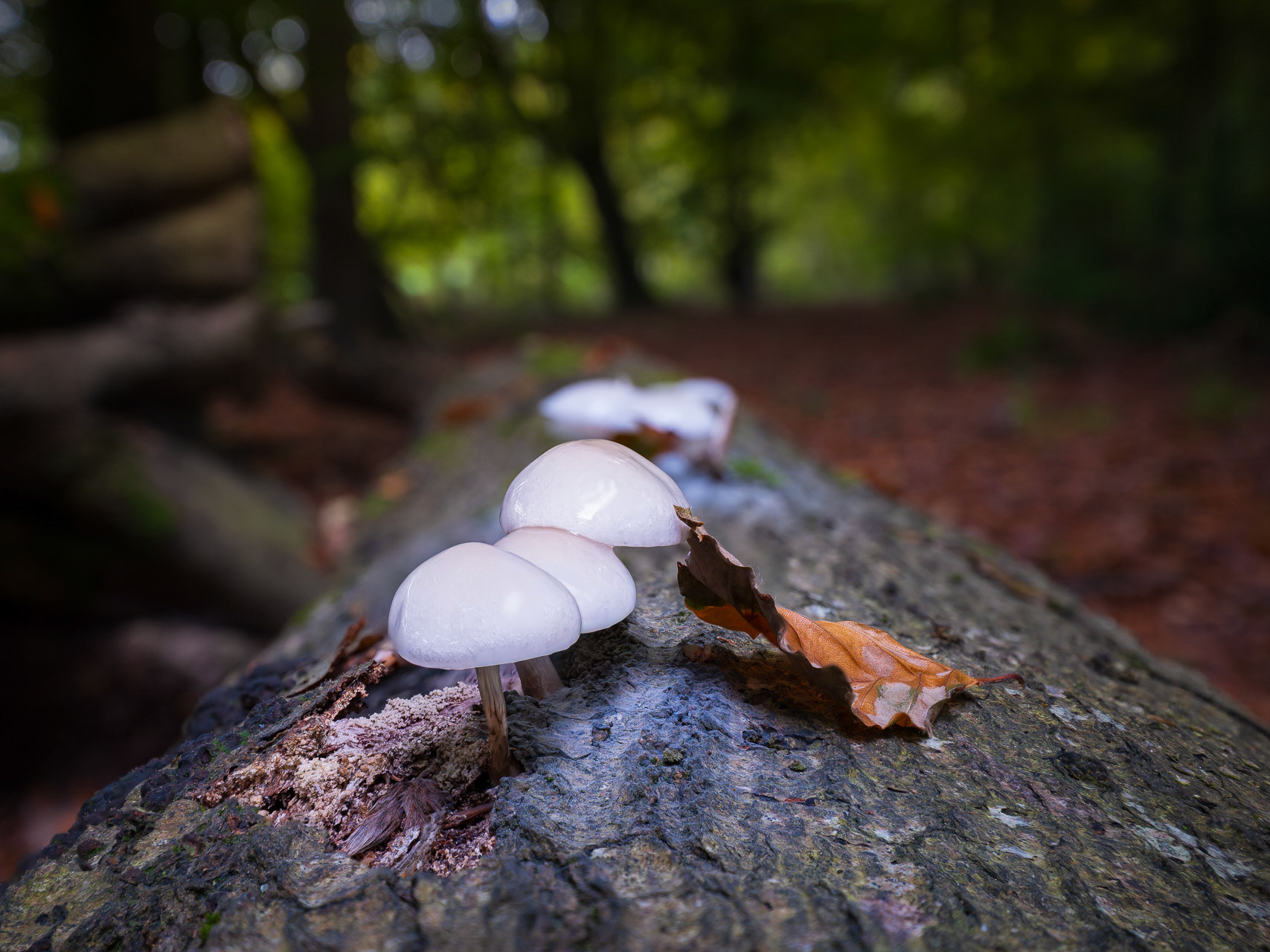 ON THE TOP OF THE TRUNK