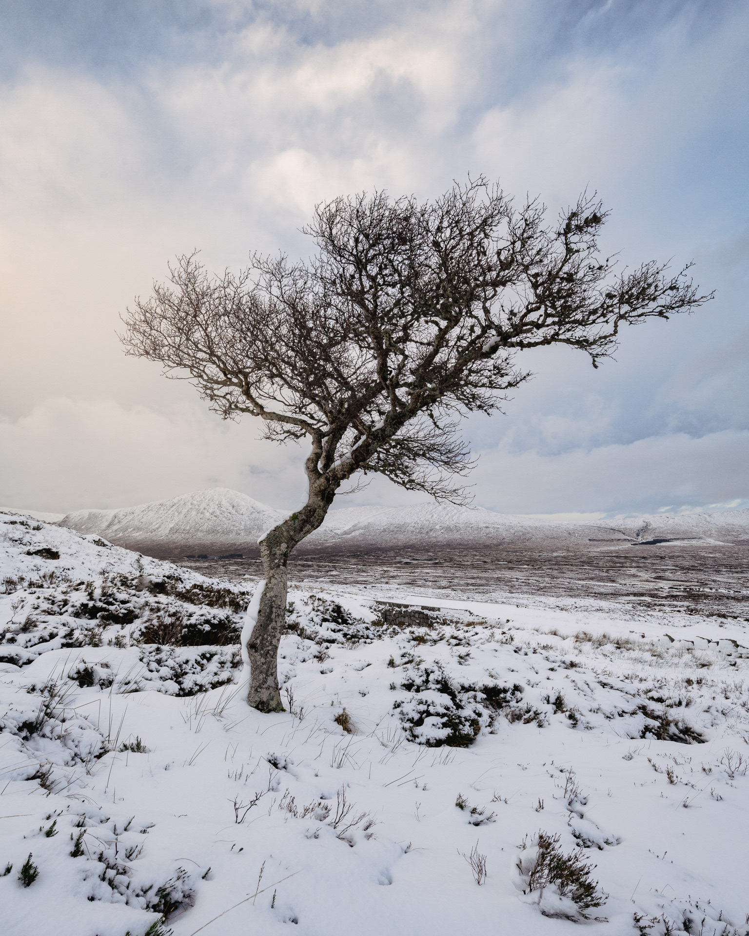 THE LONE TREE OF THE WEST HIGHLAND WAY