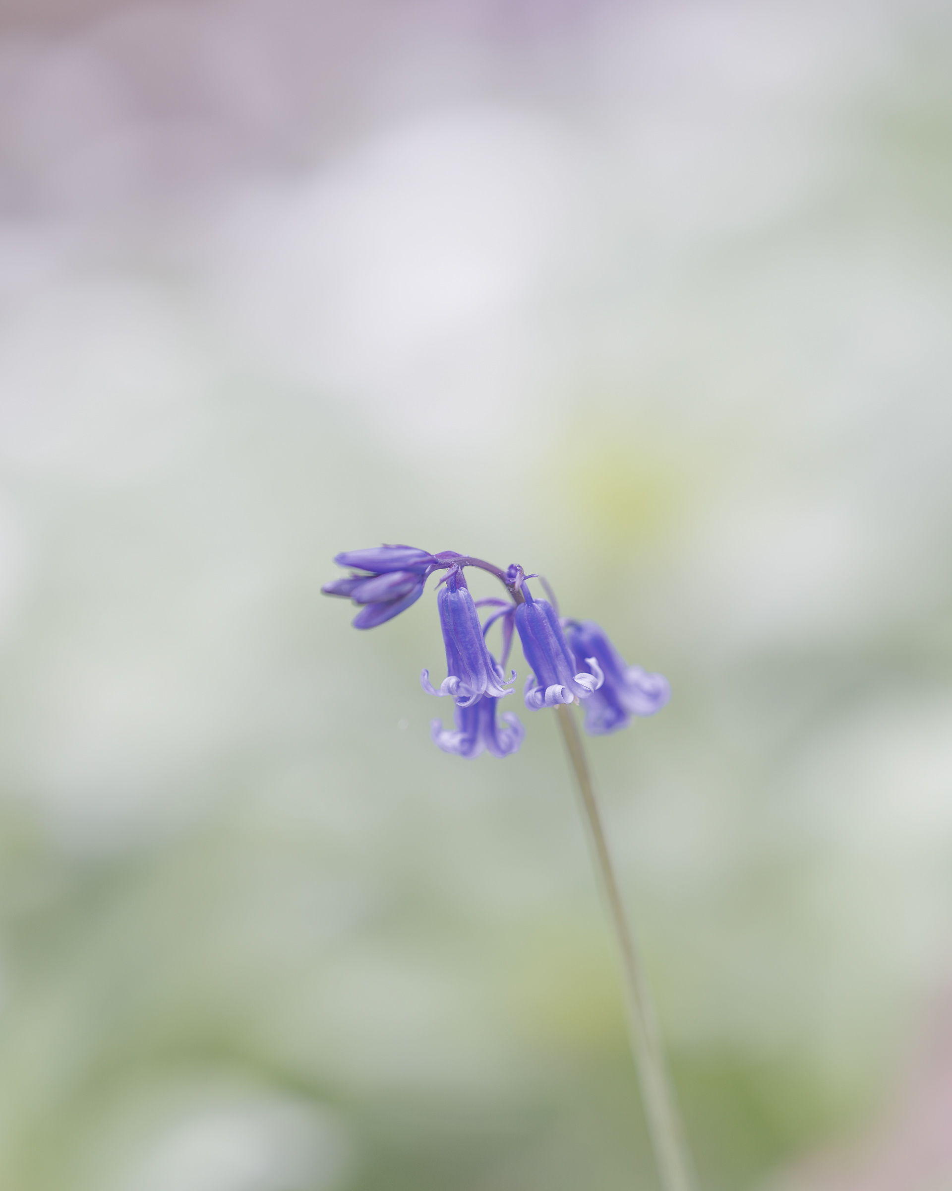 DELICATE BLUE