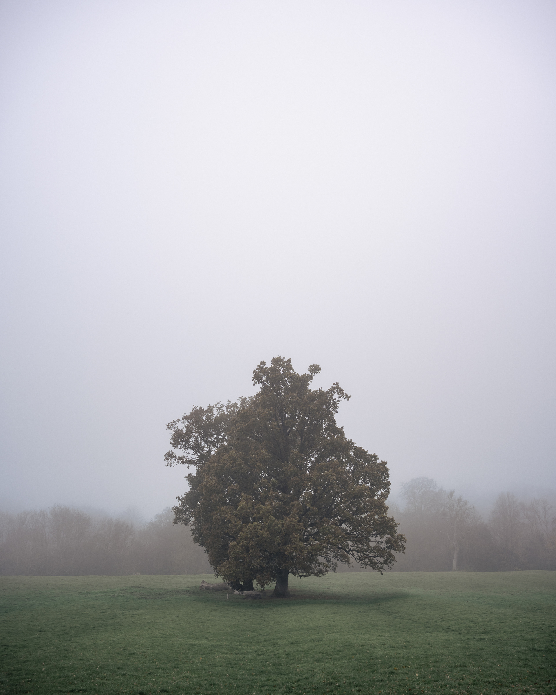 TREE IN THE FOG  (STUDY)