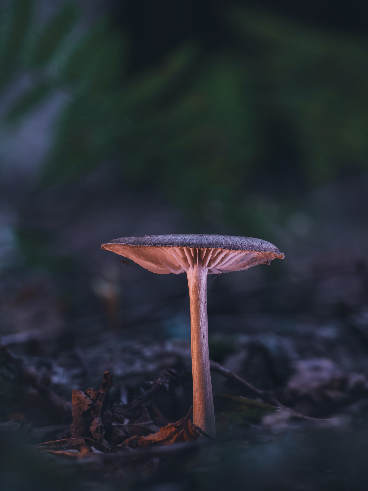 AMONGST THE FERNS