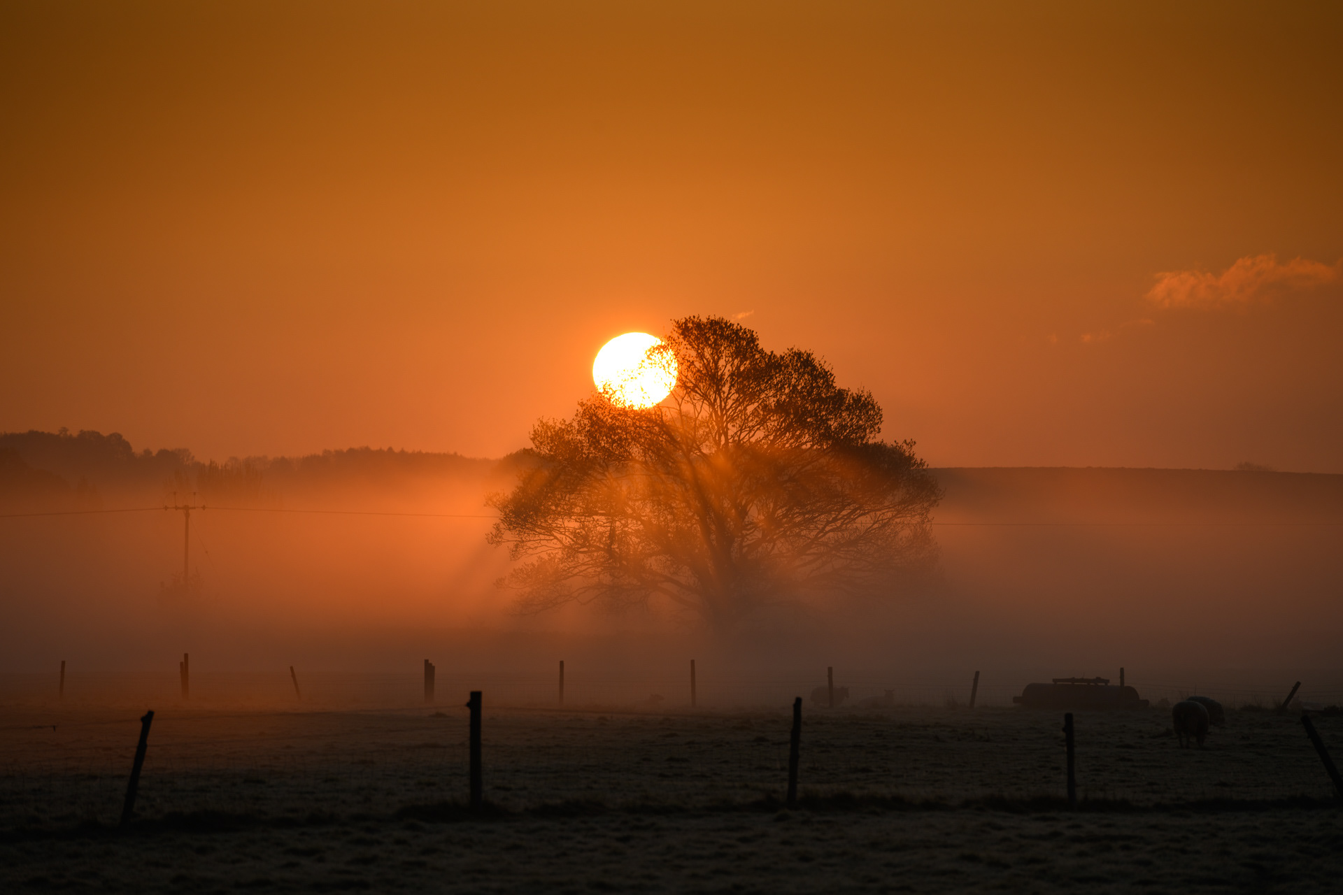 ORANGE SUNRISE