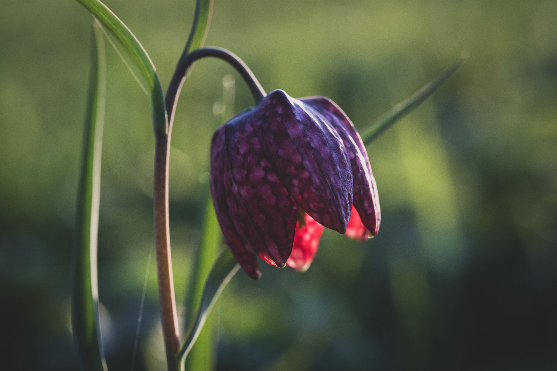 OPENED