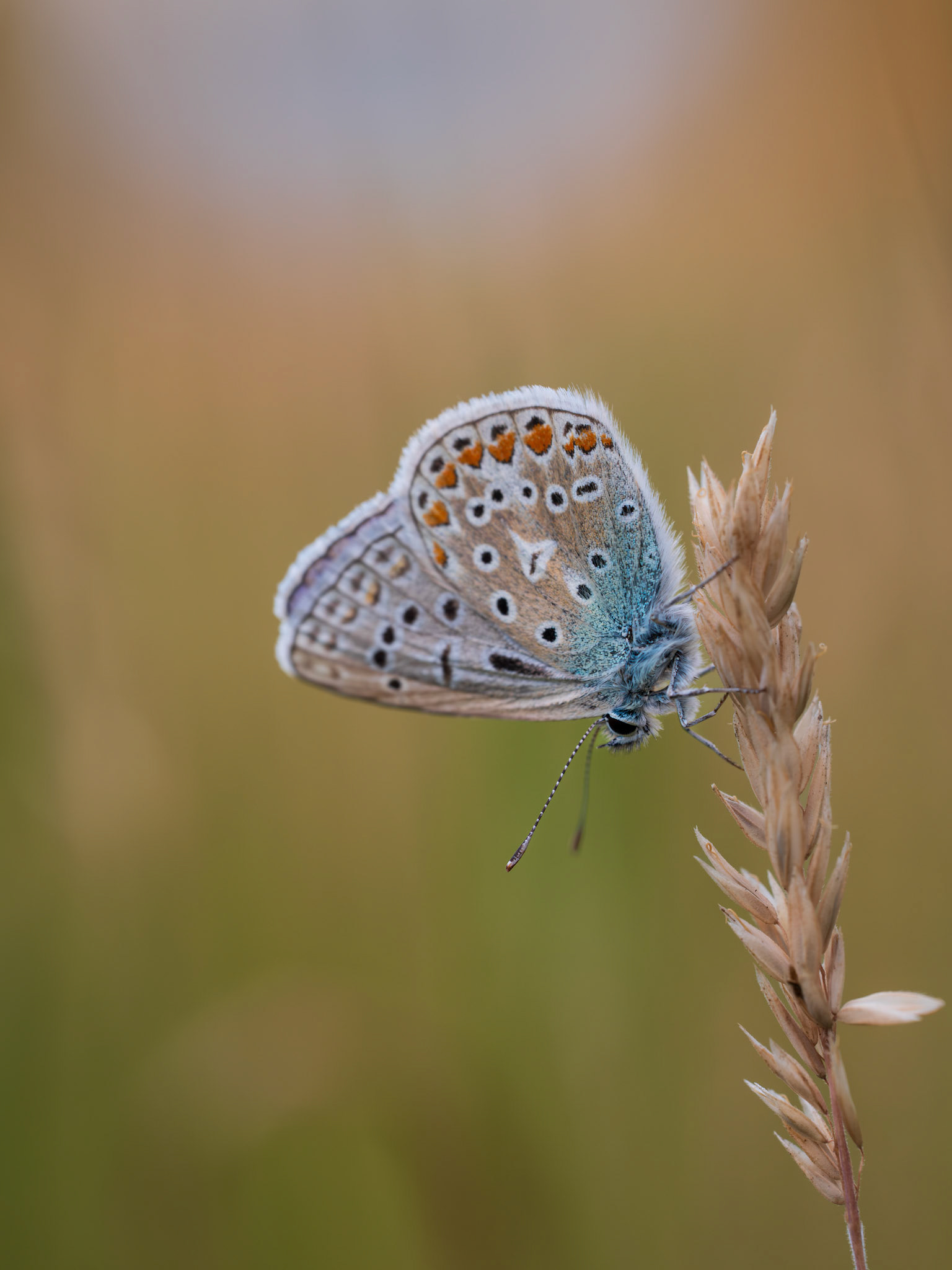 COMMON BLUE BUTTERFLY