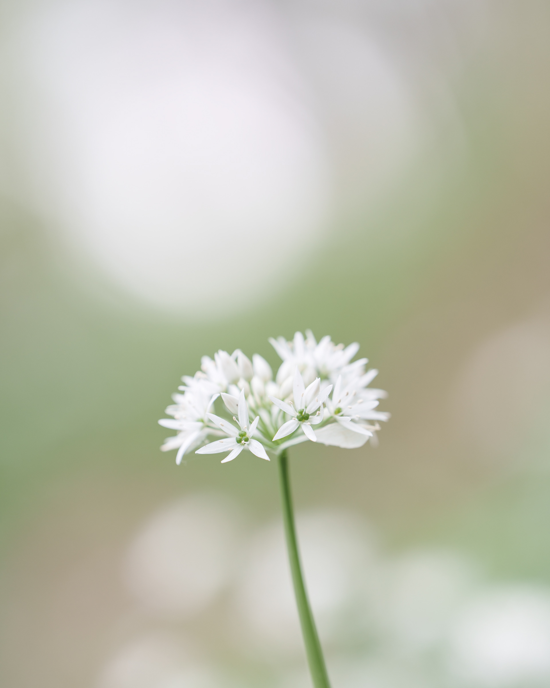 WILD GARLIC (STUDY NO 1)