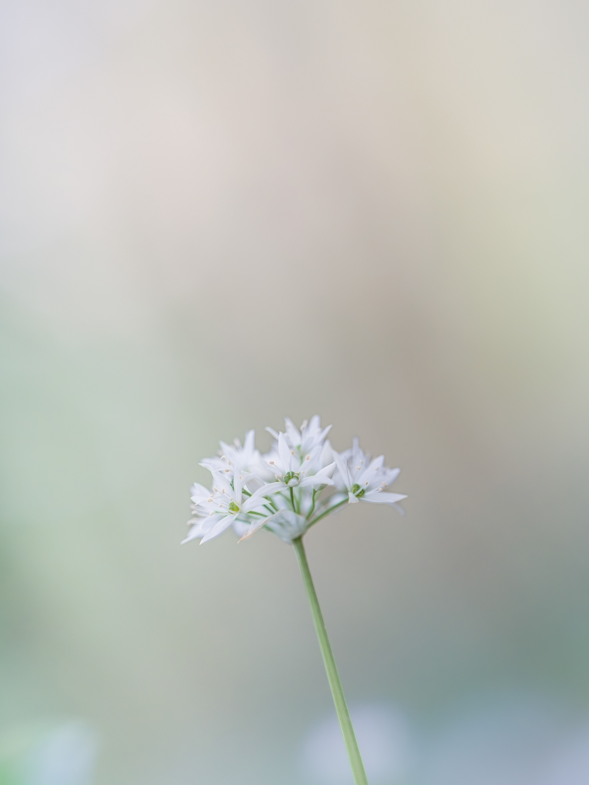 WILD GARLIC (STUDY NO 4)