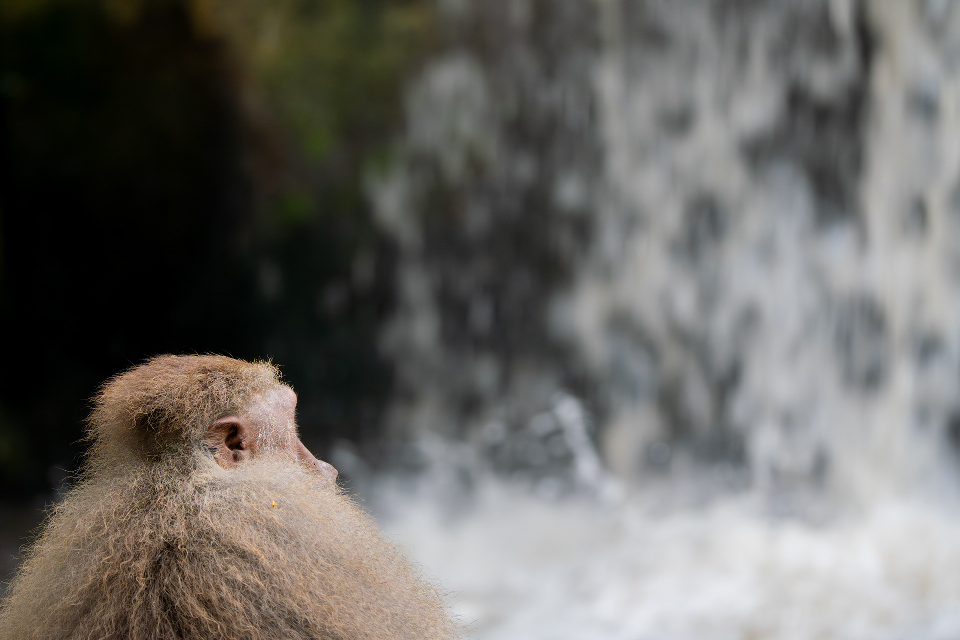 By the Falls. An old macaque in profile, dissolved into the abstracted fall of water behind it. Singapore 2026.