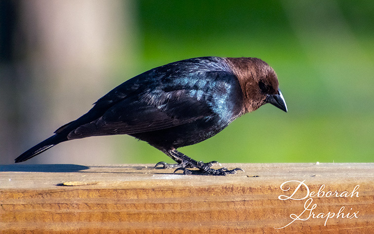 Brown-headed Cowbird