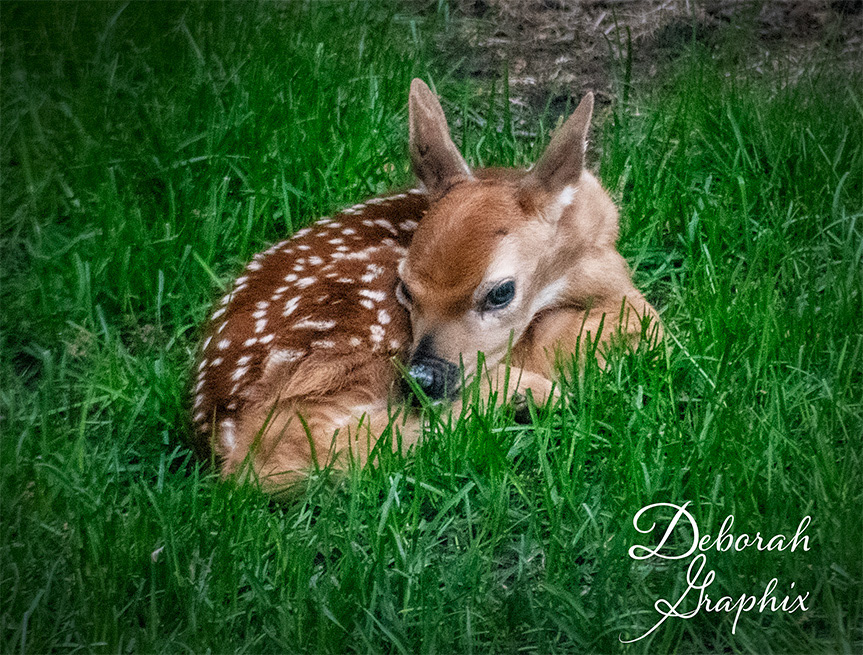 White-tail deer fawn
