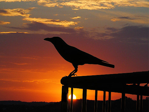 A composite photo made up of my sunset photo and the photo of a crow for a poem titled "Crows."