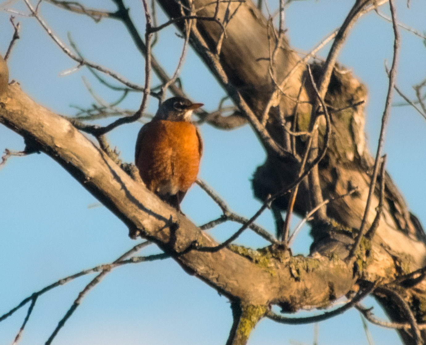 American Robin