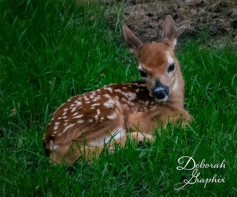 White-tail deer fawn