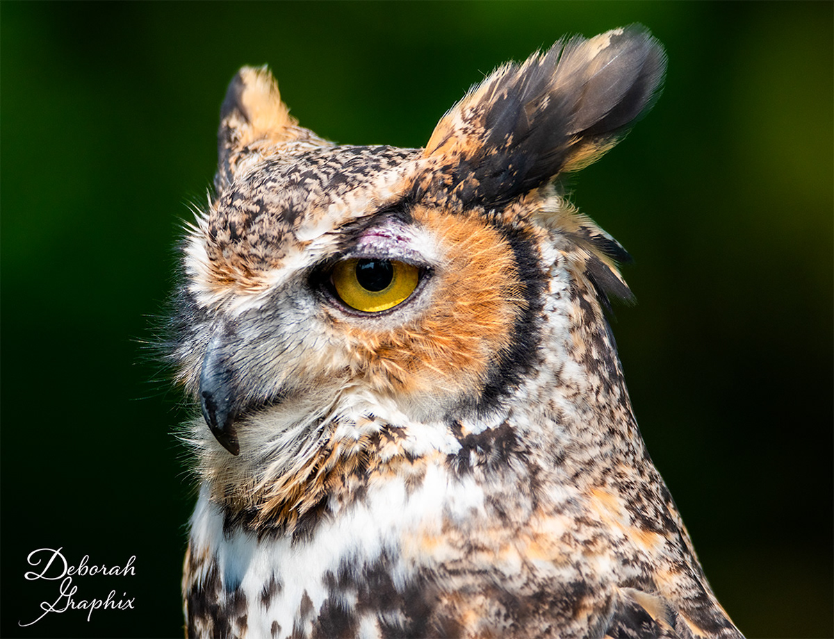 Great Horned Owl