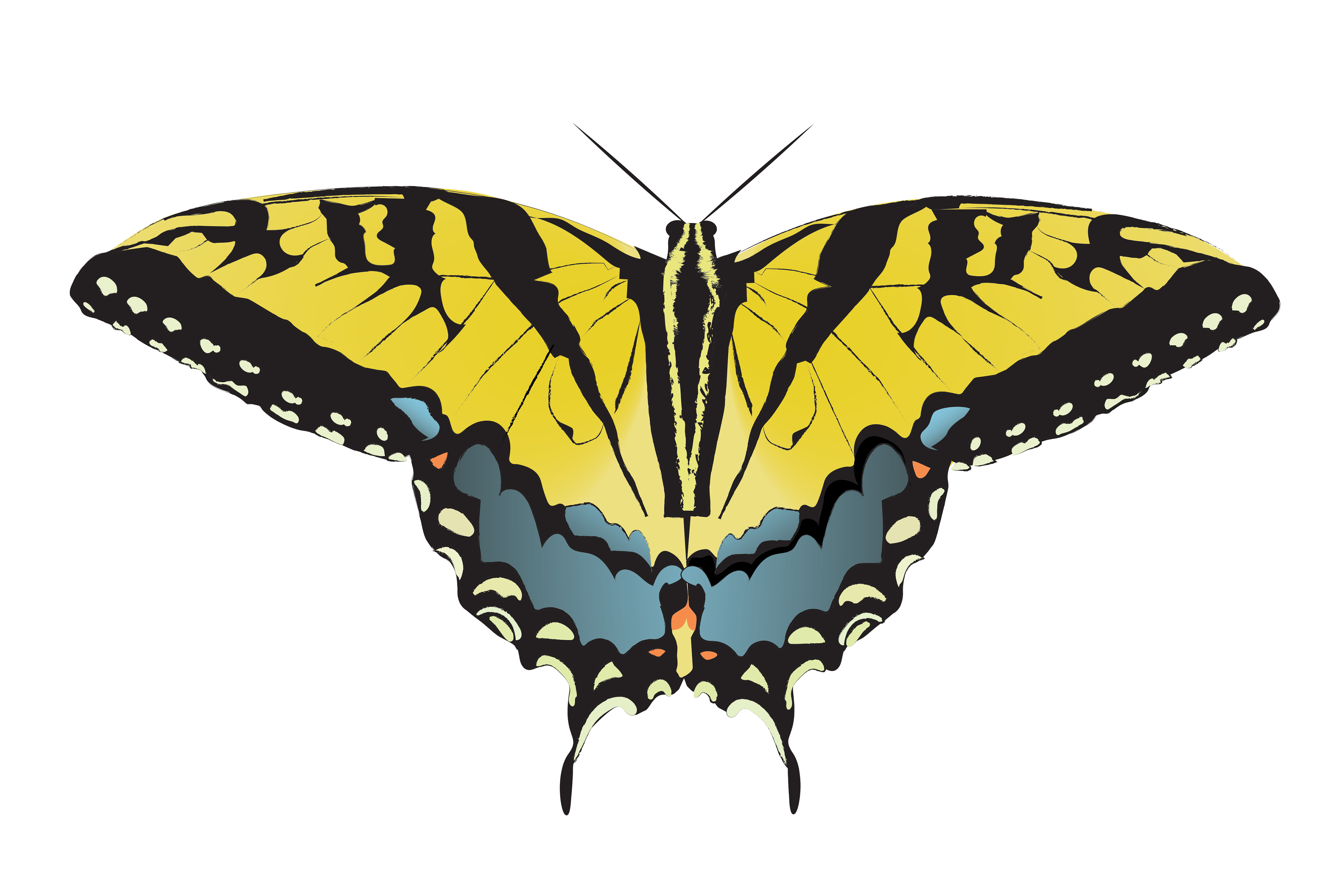 Zebra Swallowtail butterfly.