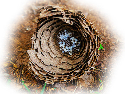 A photo for the poem, "To the Wasps (And Others I Have Harmed)."                     "To the Wasps 