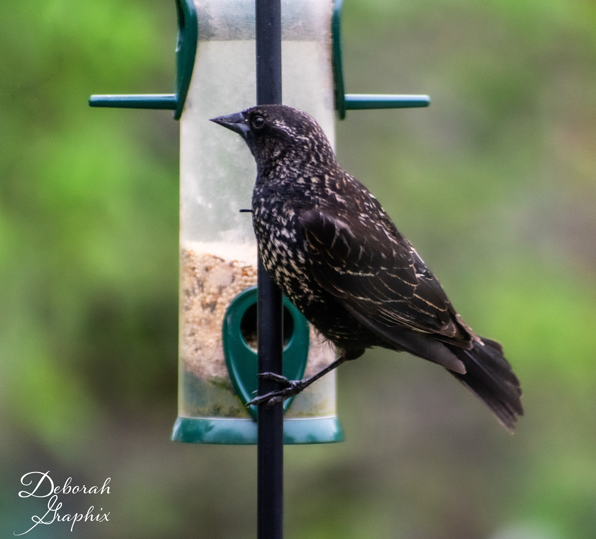 Starling