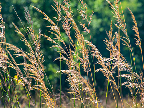 My photo of prairie grass for the poem "Another Probable Cause."