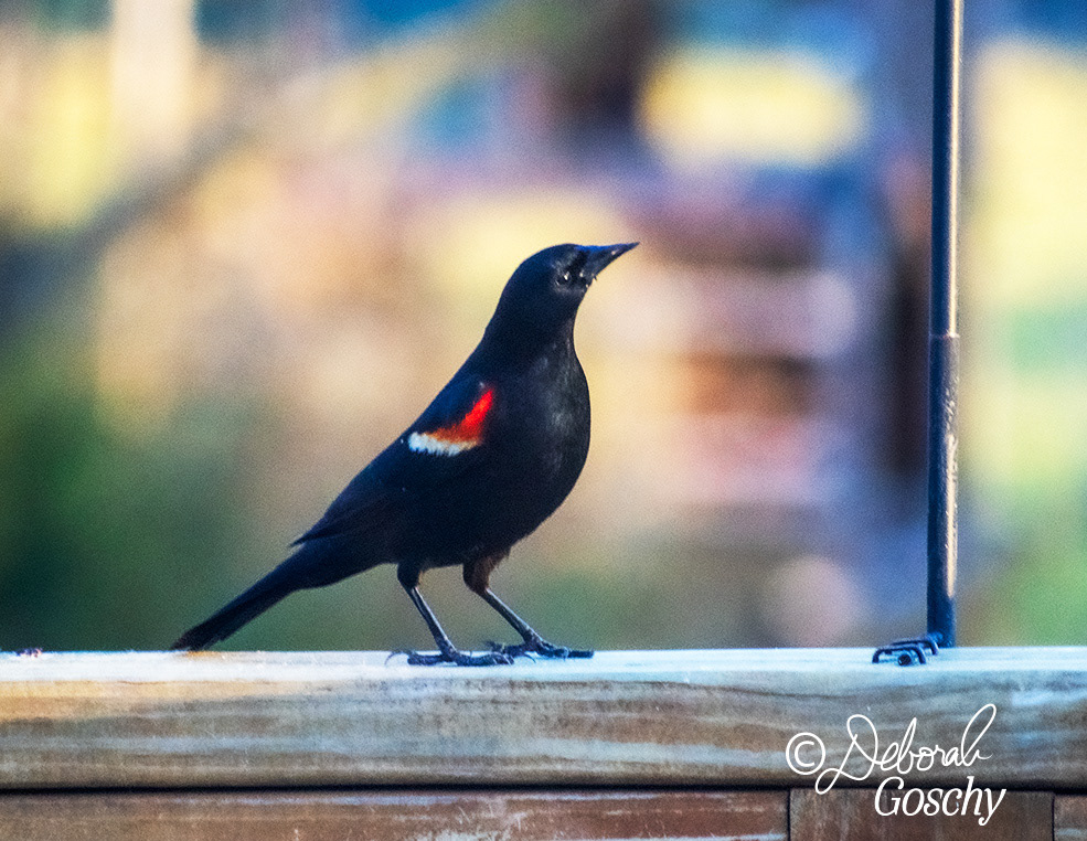 Red-winged blackbird