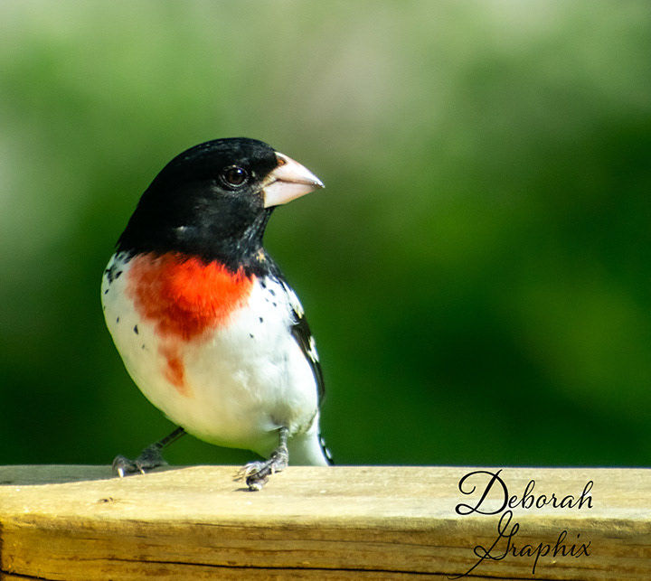 Rose-breasted Grosbeak