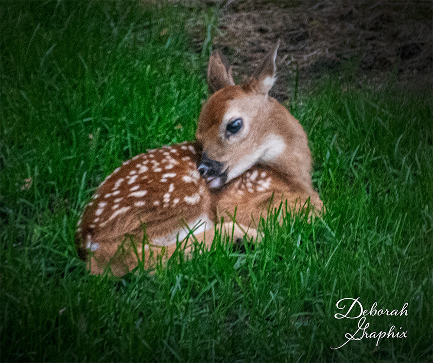 White-tail deer fawn