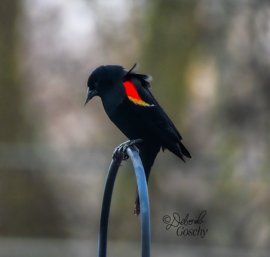 Red-winged blackbird