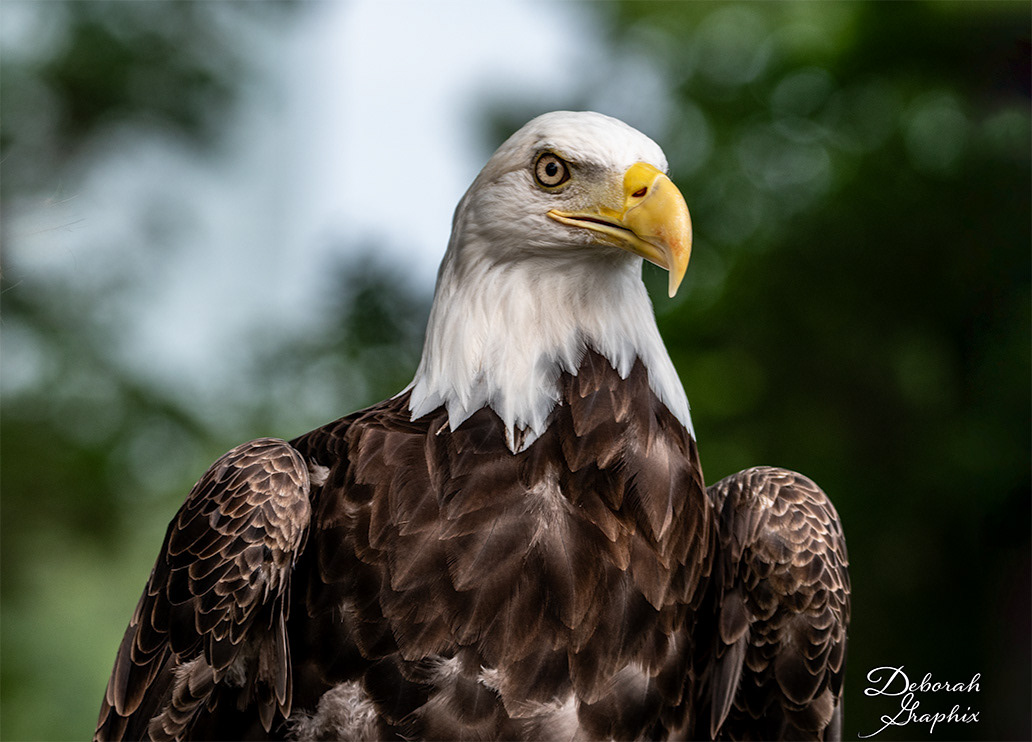 Bald Eagle