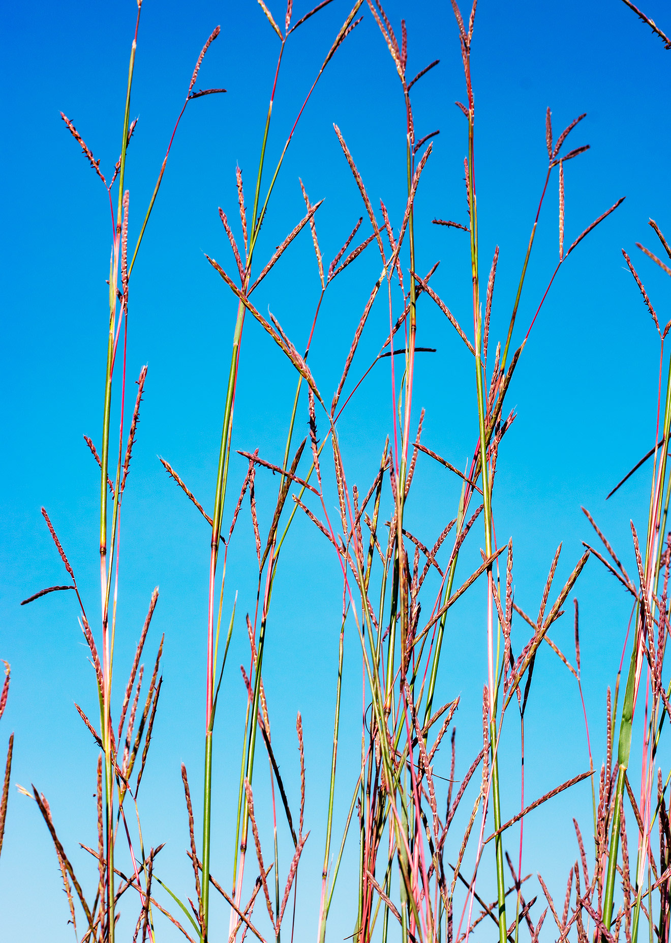 I used my own photo of prairie grass for the poem "Bluestem."