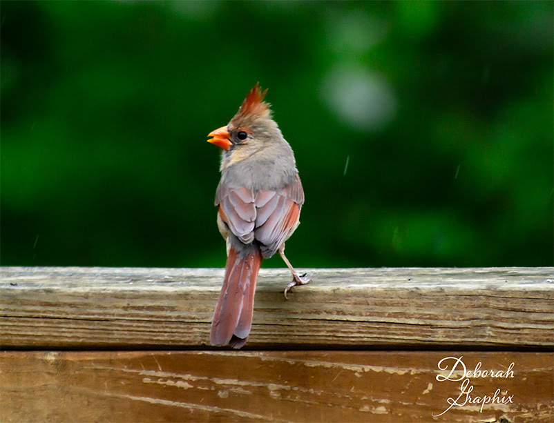 Female Northern Cardinal