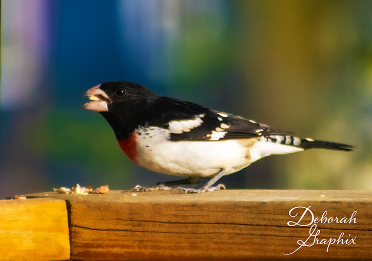 Rose-breasted Grosbeak