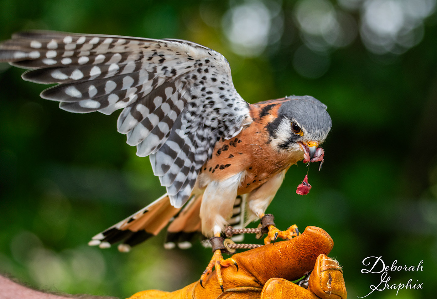Kestrel