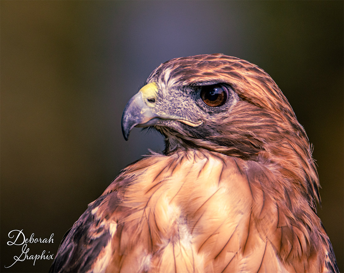 Red-tailed hawk