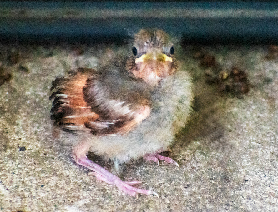Northern Cardinal Fledgling