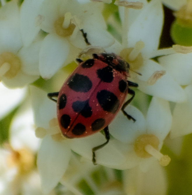 Pink Ladybug