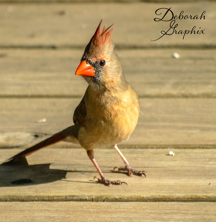 Young female Northern Cardinal