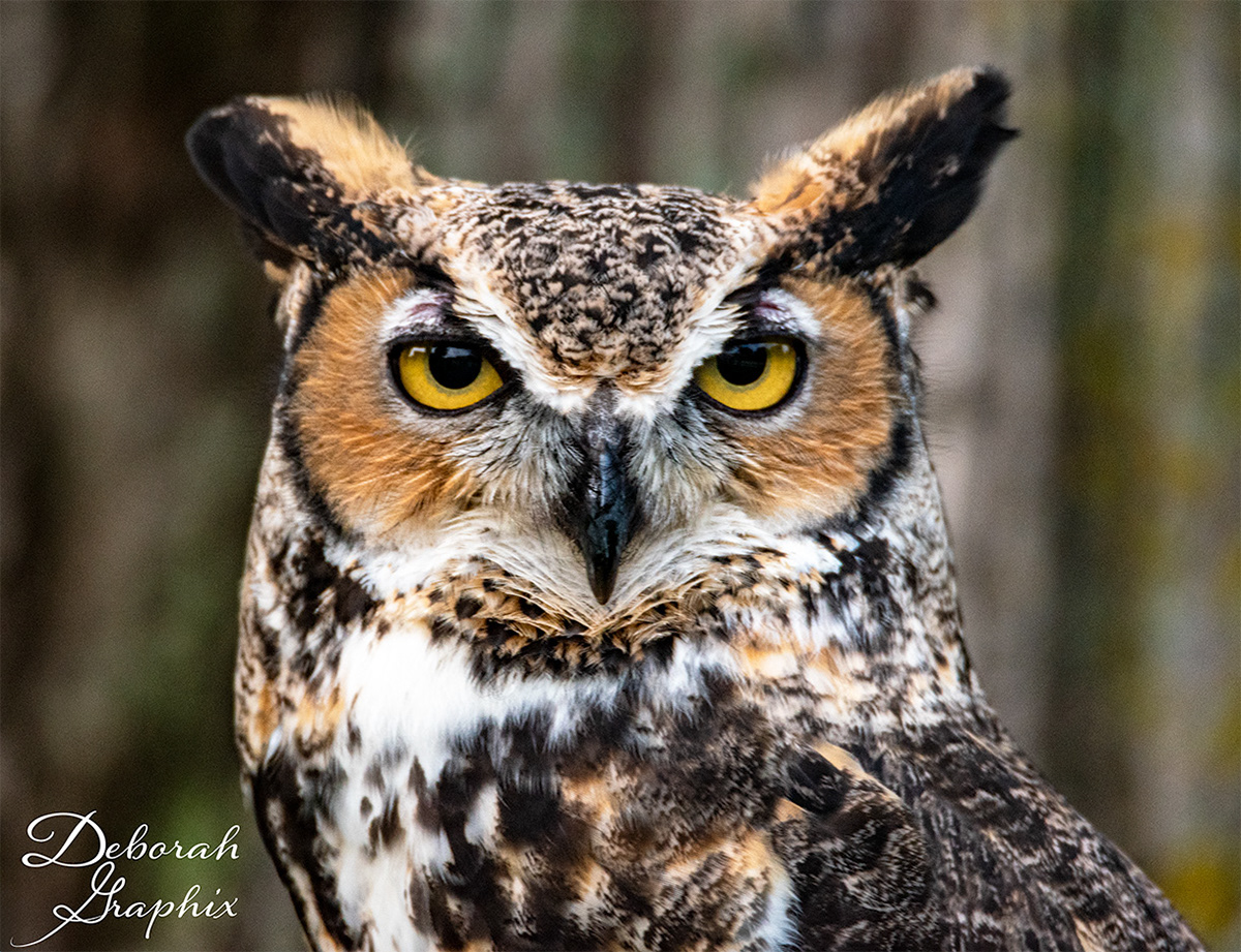 Great Horned Owl