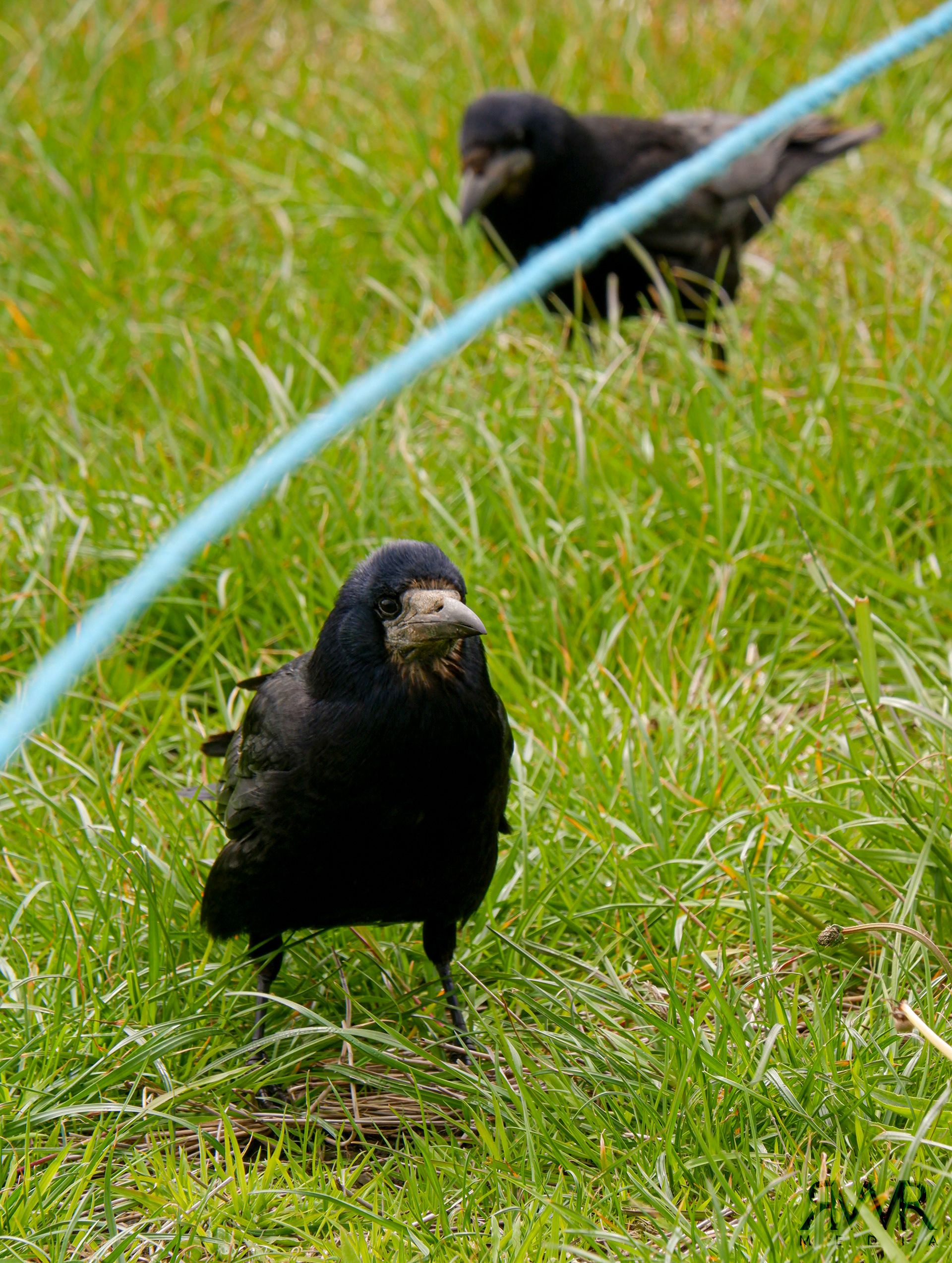 raven