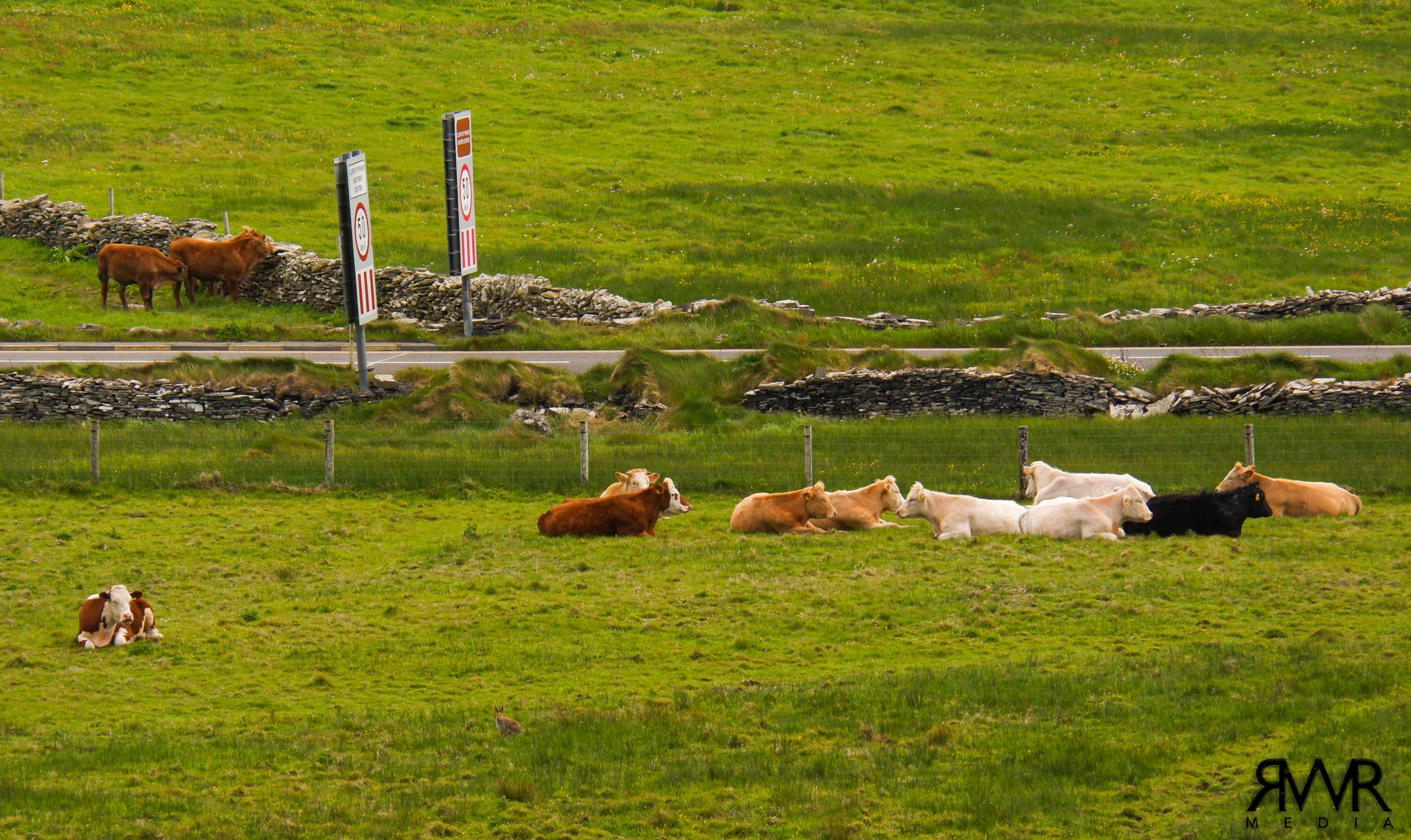 cows!