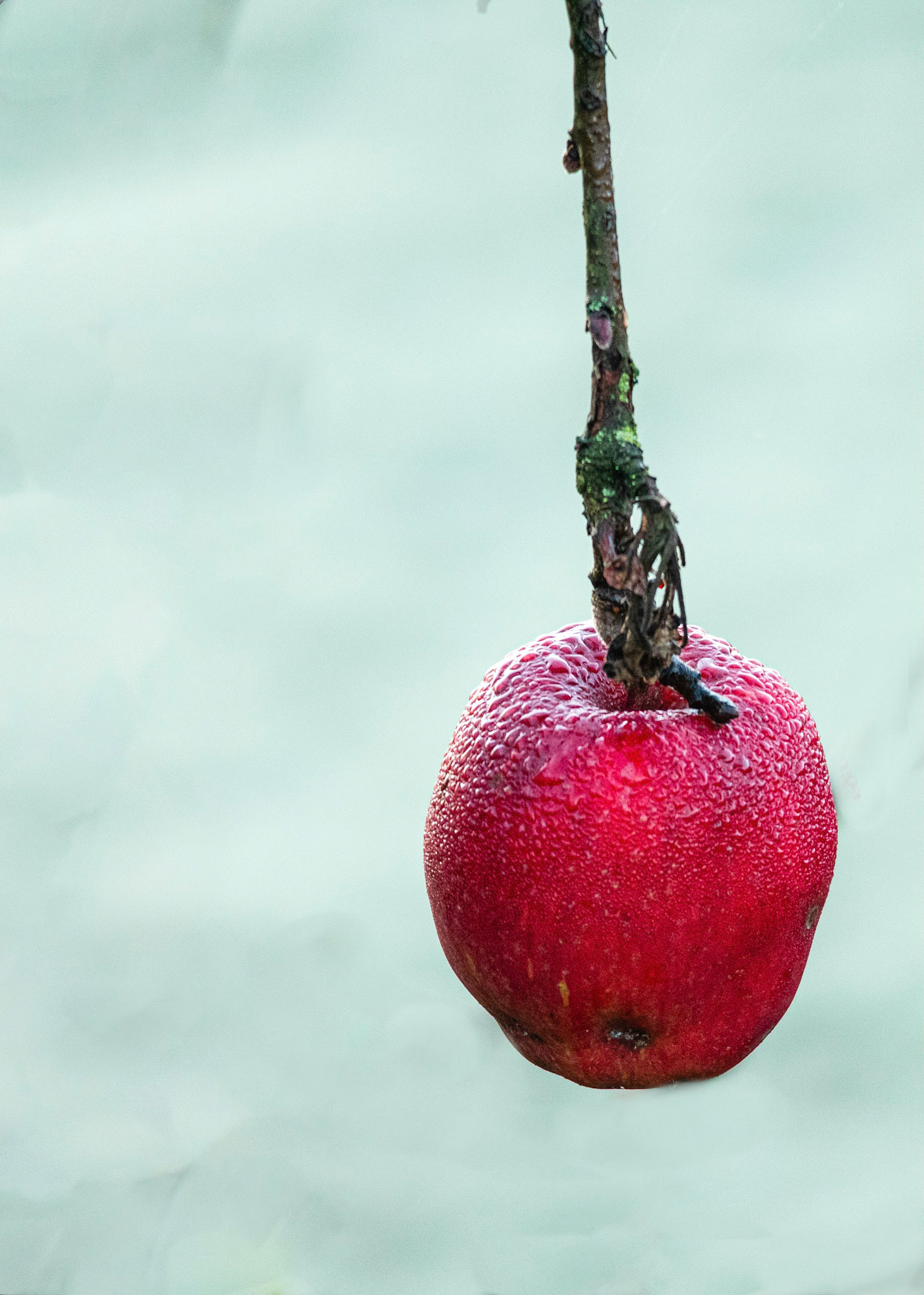 Lone Apple