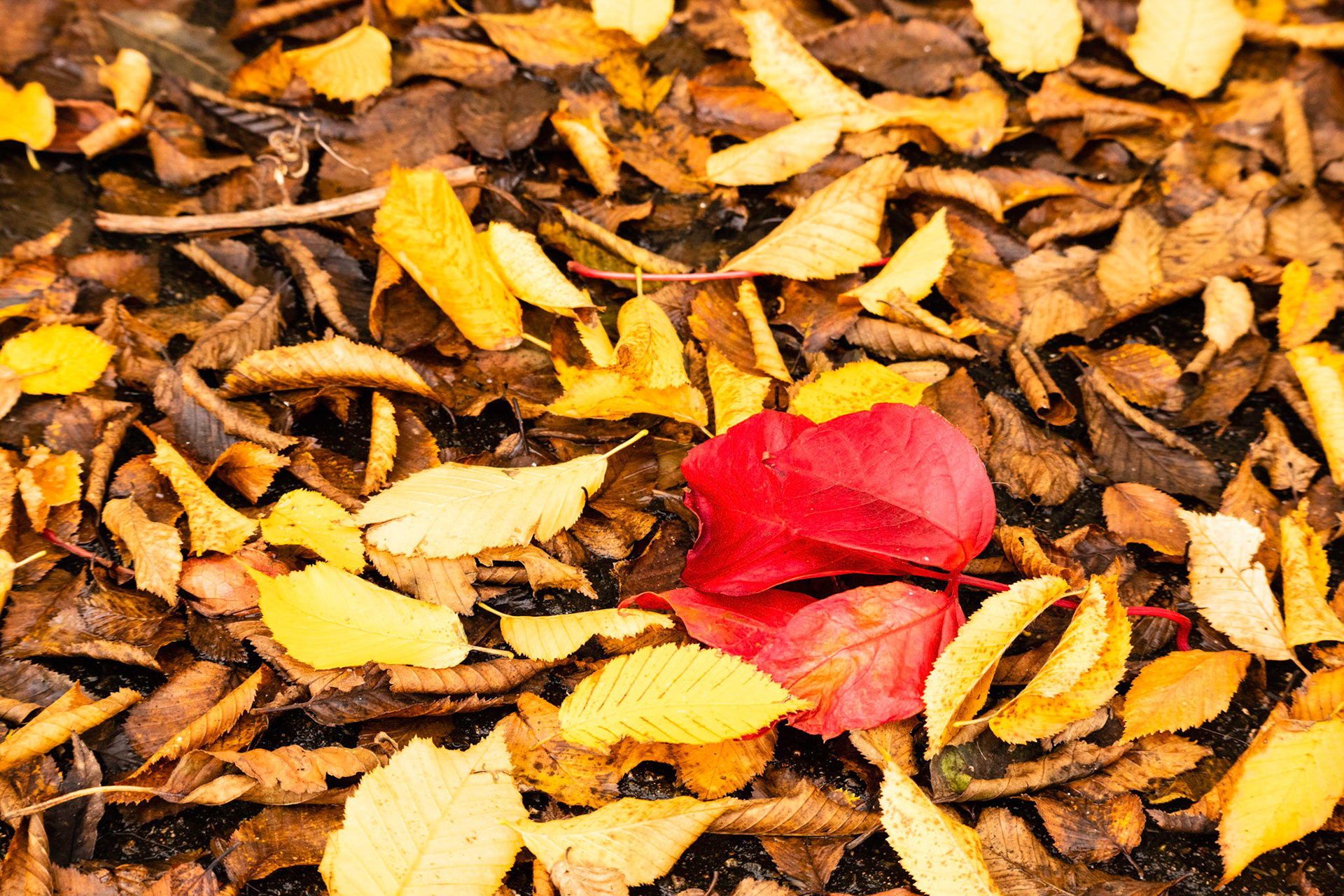 Red Leaf.