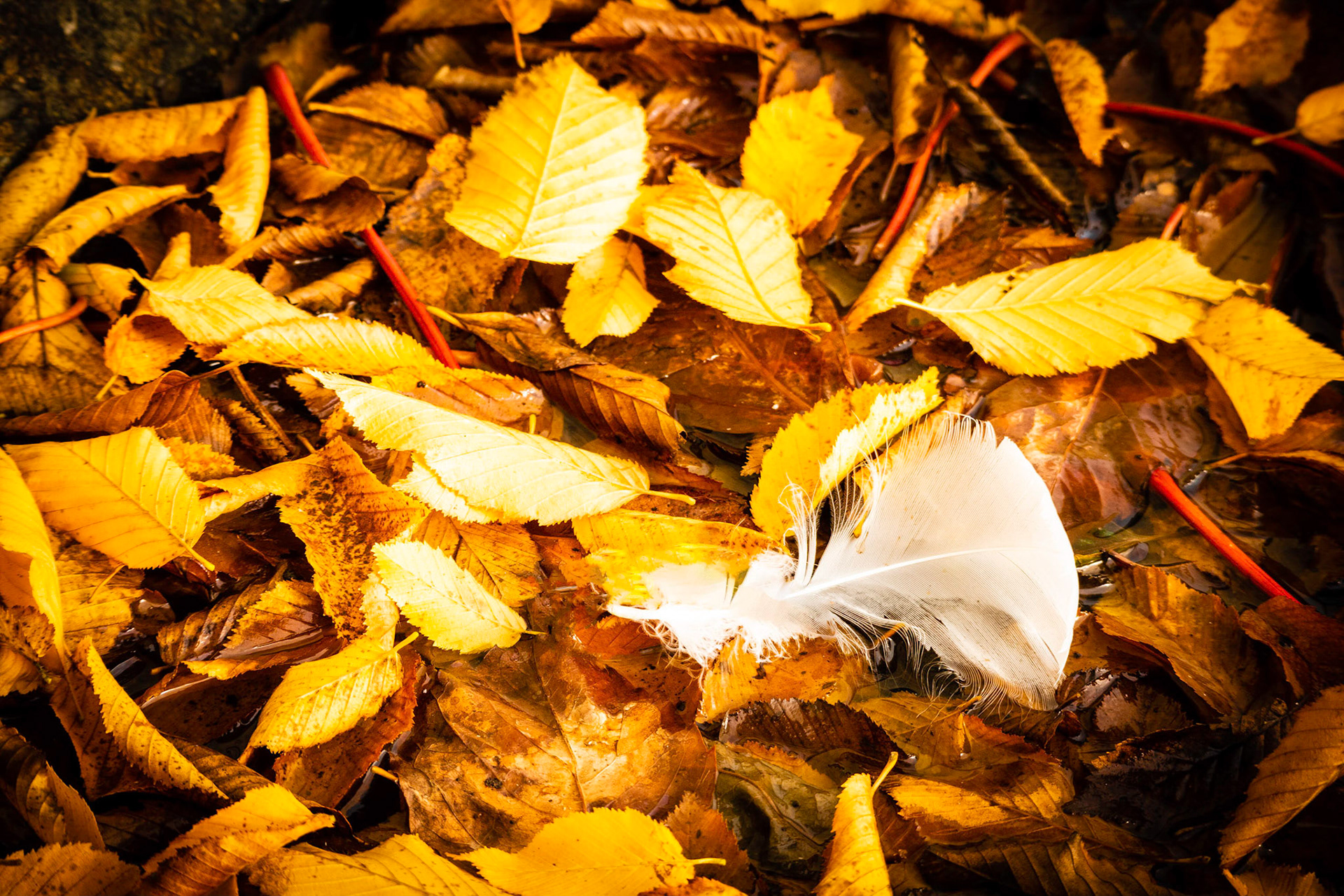 White Feather.