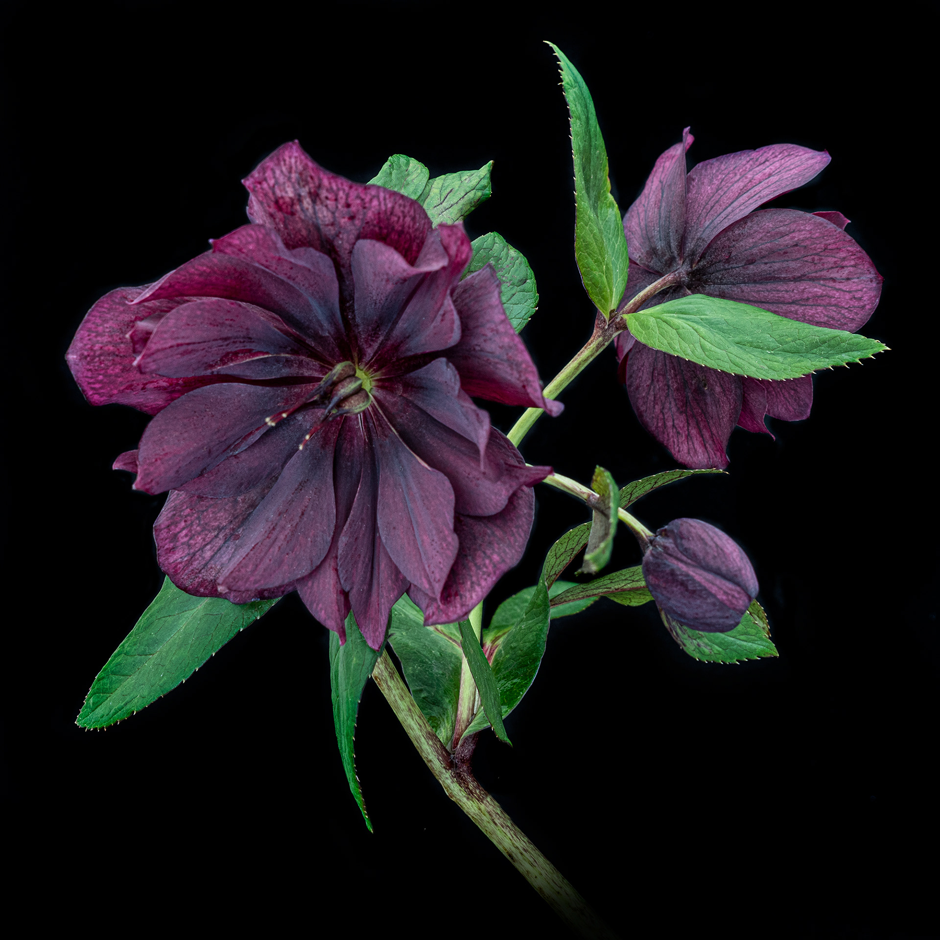 Hellebore