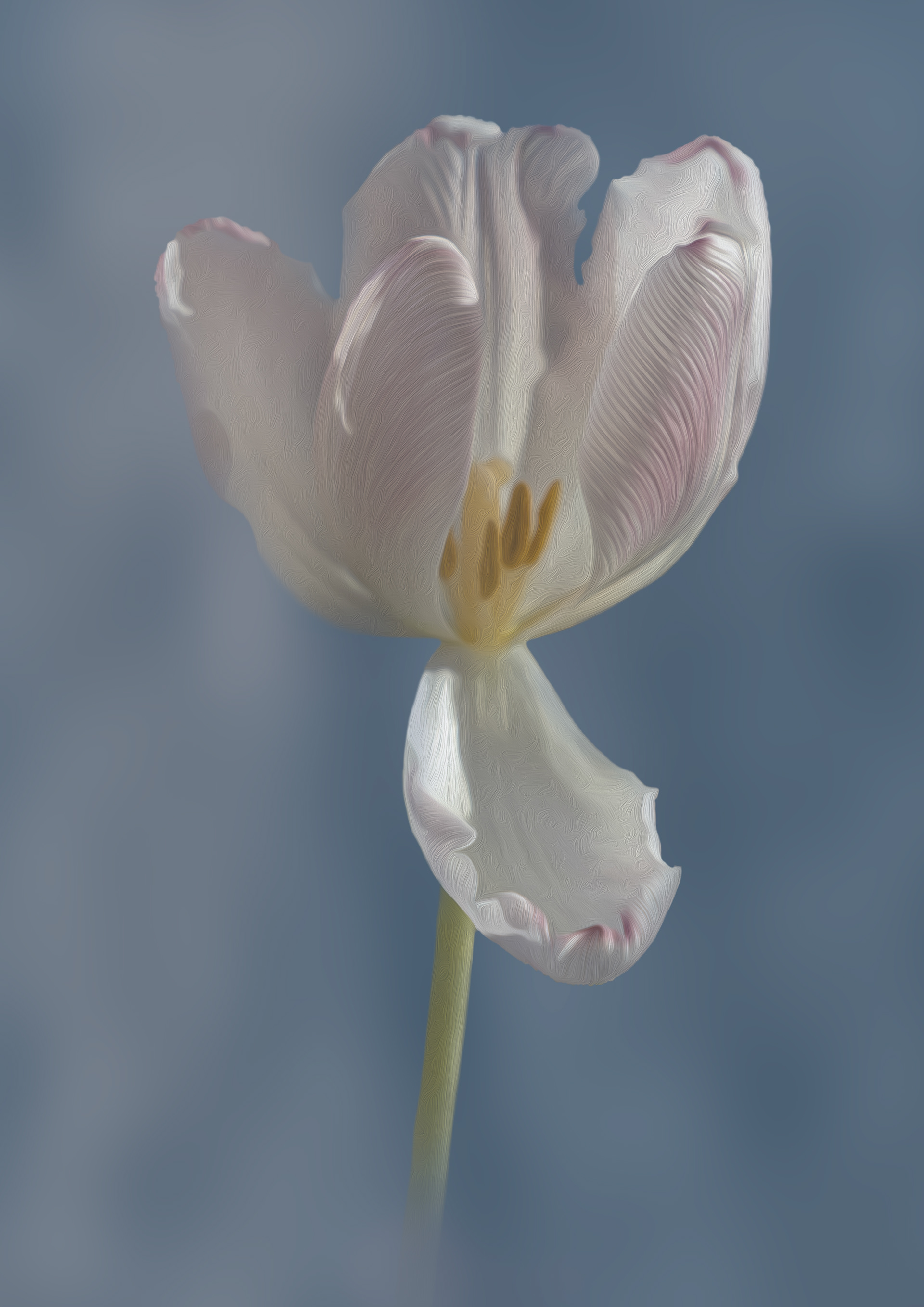 Pink tulip on blue