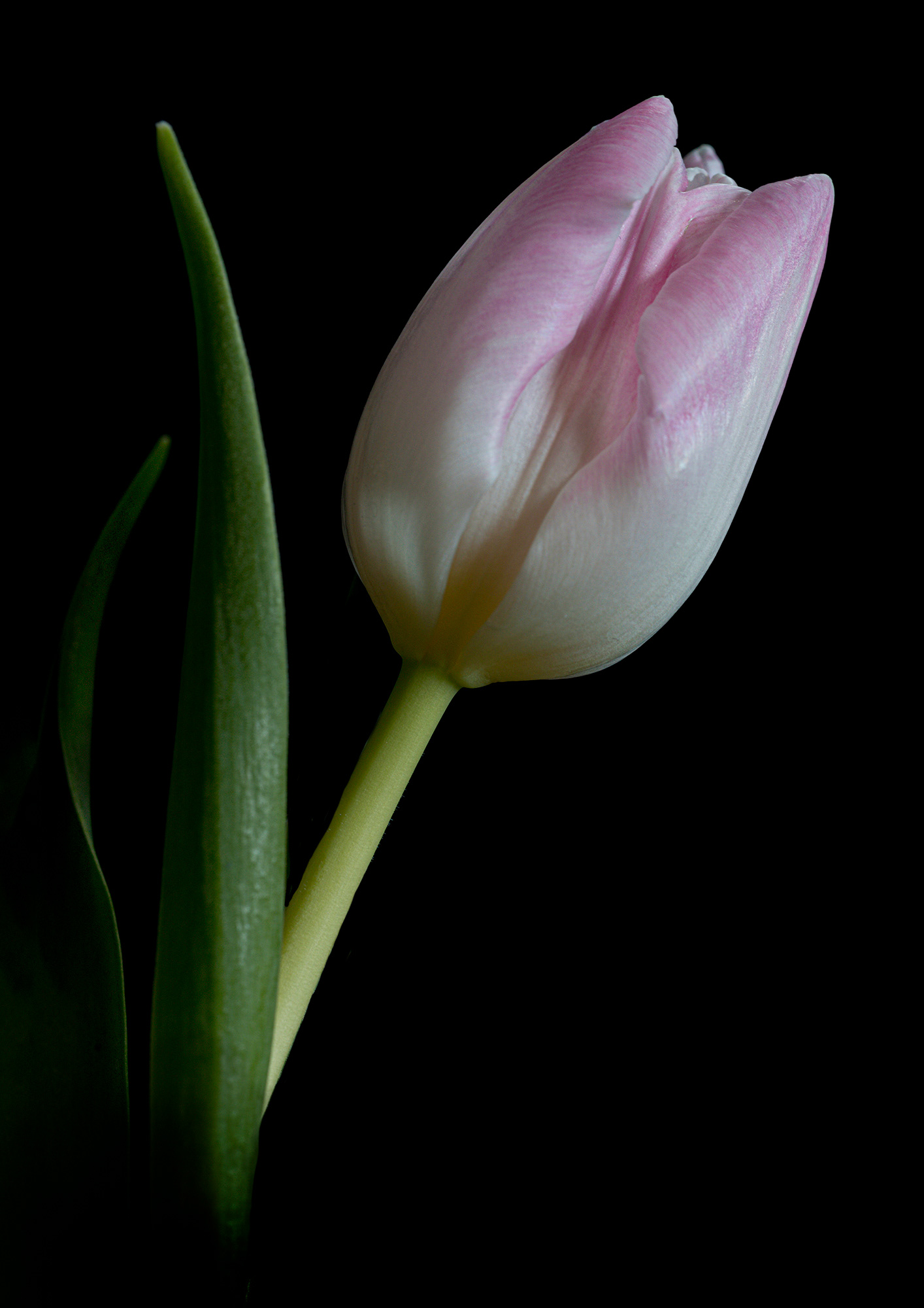 Pink tulip