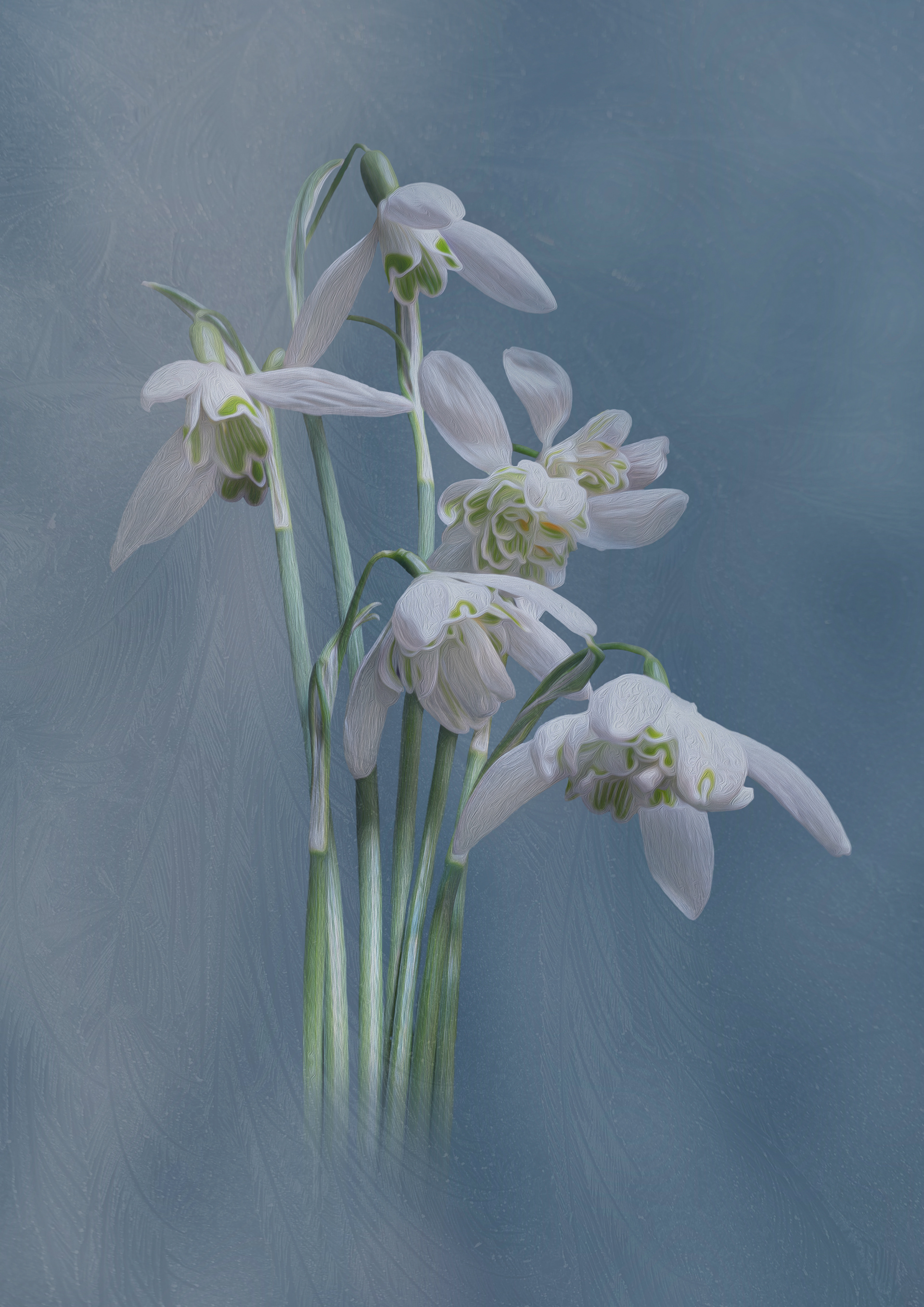 Snowdrops on blue