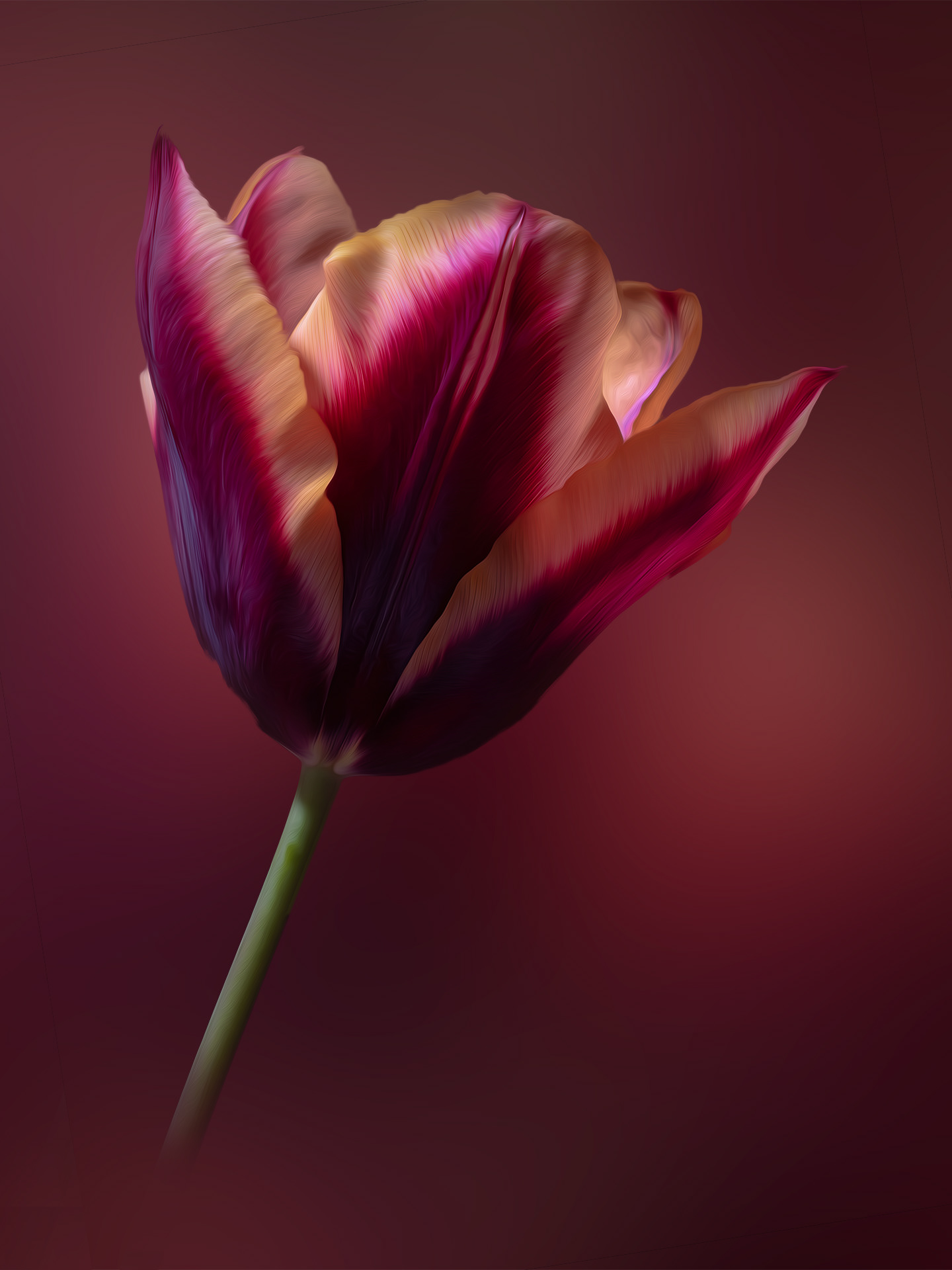 Tulip in oils